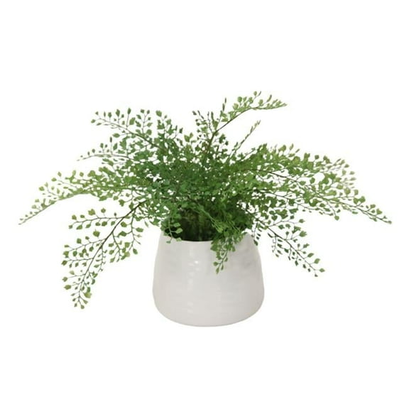 Disttive Designs 1993A Unisex Maiden Hair Fern in White Container - Green