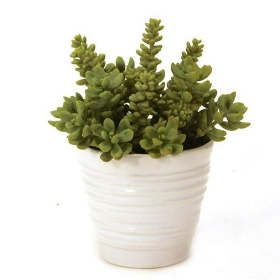 Disttive Designs 2239A Unisex Succulents in White Format Vase - Green