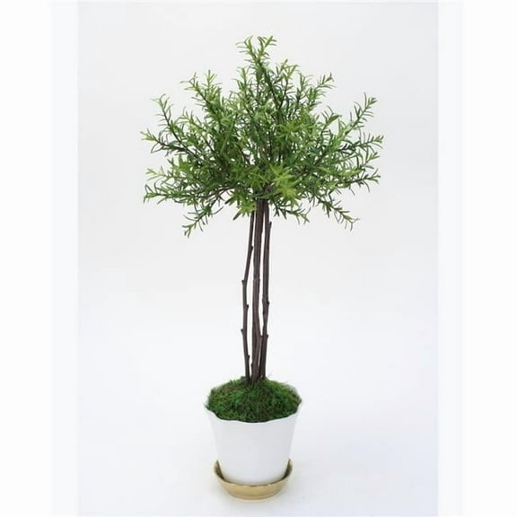 Disttive Designs 2576B Unisex Small Thyme Tree in White Pot with Gold Saucer - Green