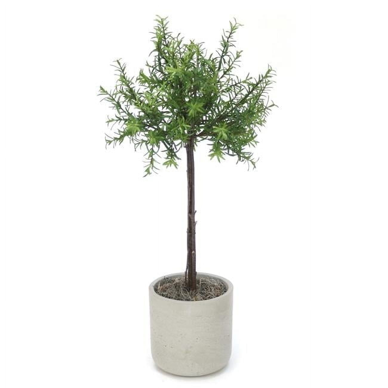 Disttive Designs 2576F Unisex Rosemary Thyme Tree in Light Grey Pot - Green