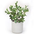 thumbnail image 1 of Disttive Designs 3010 Unisex Jade Plants in Grey Washed Planter - Brown, 1 of 1