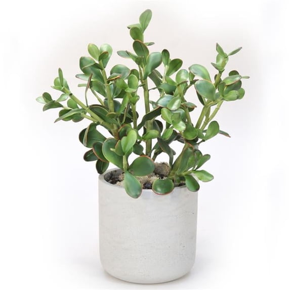 Disttive Designs 3010 Unisex Jade Plants in Grey Washed Planter - Brown