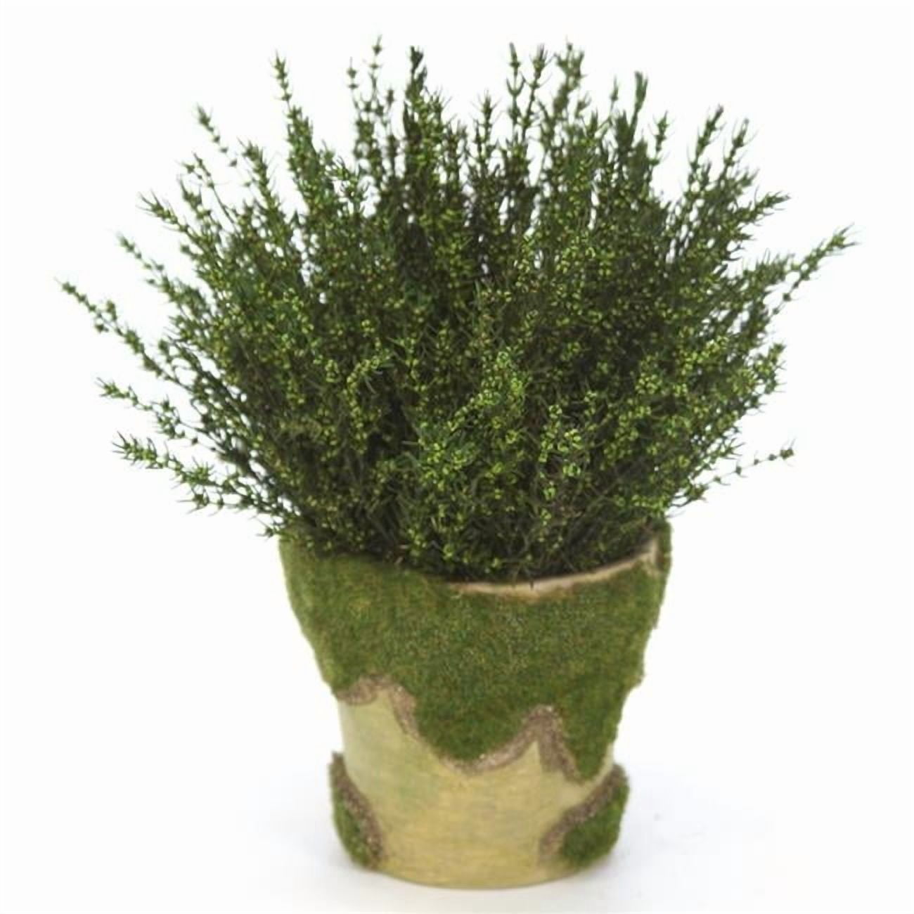 Disttive Designs 3020 Unisex Grabia Basil in Moss Pot - Brown