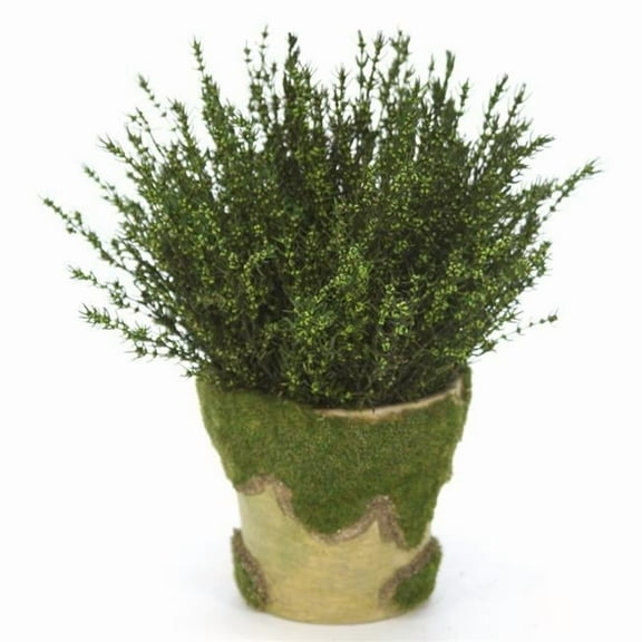 Disttive Designs 3020 Unisex Grabia Basil in Moss Pot - Brown