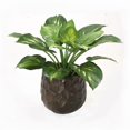 thumbnail image 1 of Disttive Designs 3090 Unisex Hosta Plant in Bronze Planter - Green, 1 of 1