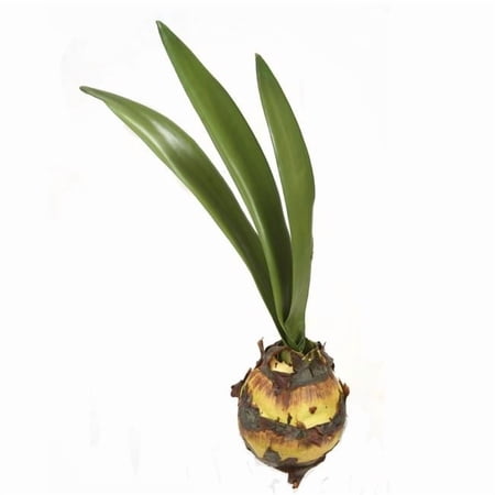 Disttive Designs DW-1018B Unisex Amaryllis Bulb with 3 Leaves