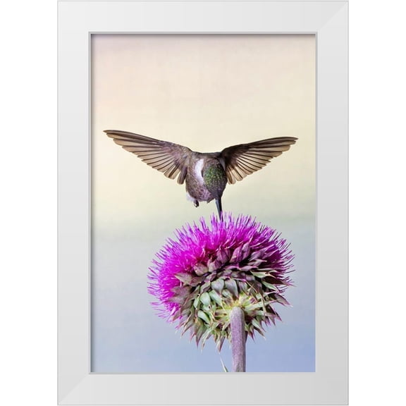 Ditto, Larry 11x14 White Modern Wood Framed Museum Art Print Titled - Black-chinned Hummingbird (Archilochus alexandri) feeding at thistle flowers