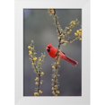 thumbnail image 1 of Ditto, Larry 11x14 White Modern Wood Framed Museum Art Print Titled - Northern cardinal perched in tree, 1 of 4
