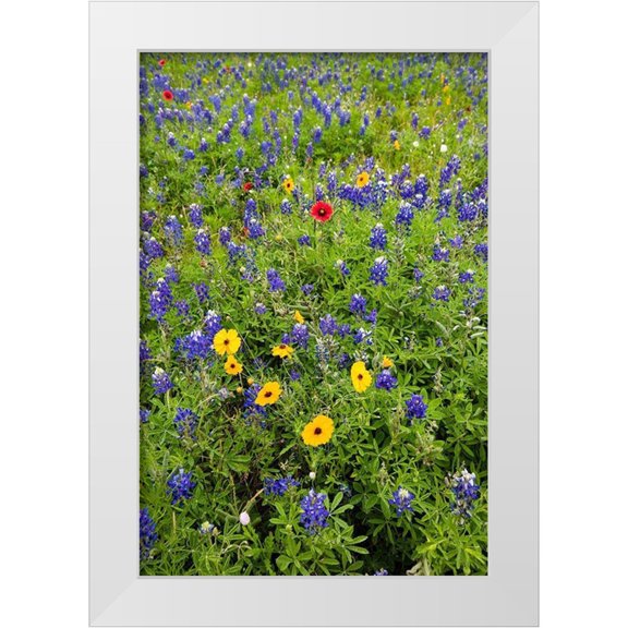 Ditto, Larry 11x14 White Modern Wood Framed Museum Art Print Titled - Wildflowers including Texas Bluebonnets (Lupinus texensis) and Slender Greenthread
