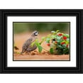 thumbnail image 1 of Ditto, Larry 14x11 Black Ornate Wood Framed with Double Matting Museum Art Print Titled - Northern bobwhite (Colinus virginianus) foraging, 1 of 4