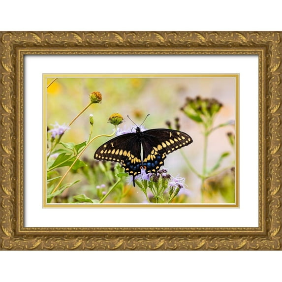 Ditto, Larry 14x11 Gold Ornate Wood Framed with Double Matting Museum Art Print Titled - Black swallowtail butterfly feeding