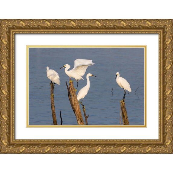 Ditto, Larry 14x11 Gold Ornate Wood Framed with Double Matting Museum Art Print Titled - Snowy egrets (Egretta thula) perched