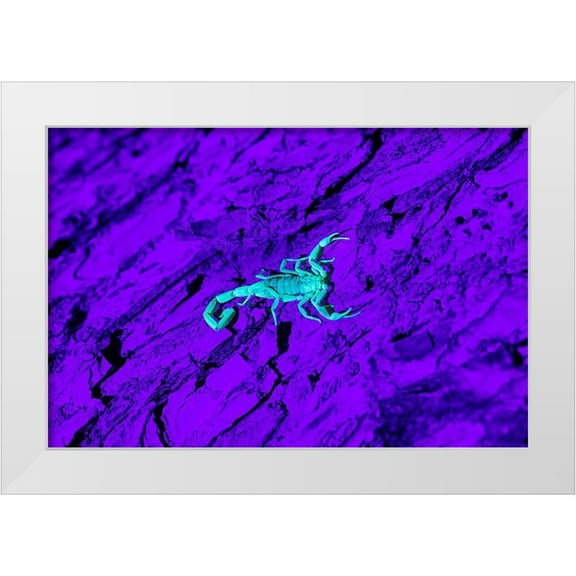Ditto, Larry 14x11 White Modern Wood Framed Museum Art Print Titled - Bark Scorpion (Centruroides Vittatus) on mesquite bark