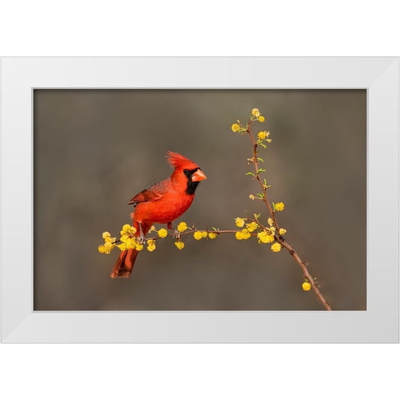 Ditto, Larry 14x11 White Modern Wood Framed Museum Art Print Titled - Northern Cardinal-Cardinalis cardinalis-perched
