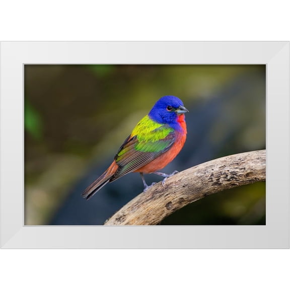 Ditto, Larry 14x11 White Modern Wood Framed Museum Art Print Titled - Painted Bunting-Passerina ciris-in spring