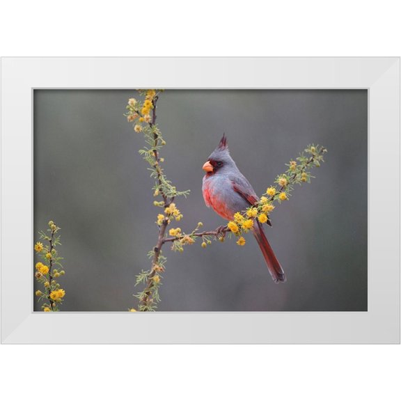 Ditto, Larry 14x11 White Modern Wood Framed Museum Art Print Titled - Pyrrhuloxia (Cardinalis sinuatus) perched in blooming Huisachillo bush