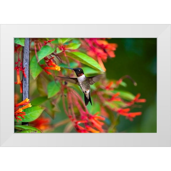 Ditto, Larry 14x11 White Modern Wood Framed Museum Art Print Titled - Ruby-throated Hummingbird-Archilochus colubris-hovering