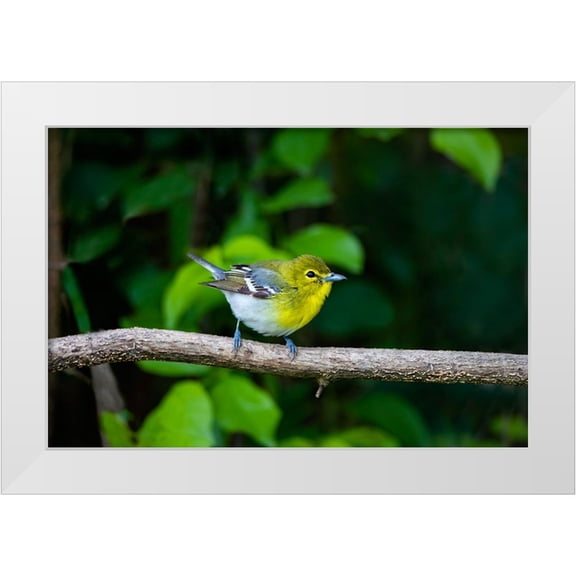 Ditto, Larry 14x11 White Modern Wood Framed Museum Art Print Titled - Yellow-throated Vireo-Vireo flavifrons-perched