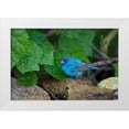 thumbnail image 1 of Ditto, Larry 18x13 White Modern Wood Framed Museum Art Print Titled - Indigo Bunting-Passerina cyanea-foraging male, 1 of 4