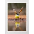 thumbnail image 1 of Ditto, Larry 23x32 White Modern Wood Framed Museum Art Print Titled - Great Kiskadee (Pitangus sulphuratus) flushing, 1 of 4