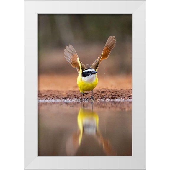 Ditto, Larry 23x32 White Modern Wood Framed Museum Art Print Titled - Great Kiskadee (Pitangus sulphuratus) flushing