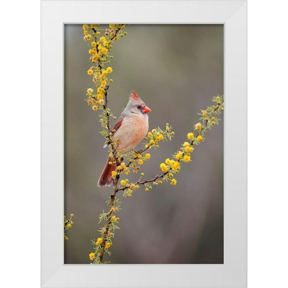 Ditto, Larry 23x32 White Modern Wood Framed Museum Art Print Titled - Northern cardinal perched