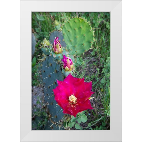 Ditto, Larry 23x32 White Modern Wood Framed Museum Art Print Titled - Prickly Pear Cactus (Opuntia sp) blooming