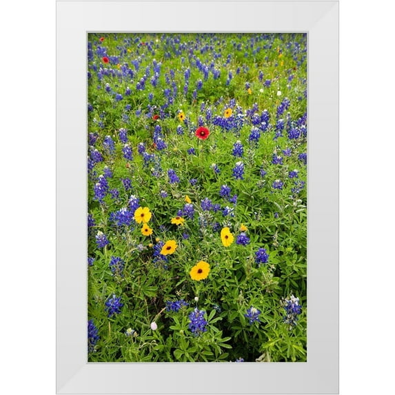 Ditto, Larry 23x32 White Modern Wood Framed Museum Art Print Titled - Wildflowers including Texas Bluebonnets (Lupinus texensis) and Slender Greenthread