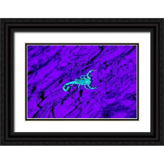 Ditto, Larry 24x17 Black Ornate Wood Framed with Double Matting Museum Art Print Titled - Bark Scorpion (Centruroides Vittatus) on mesquite bark