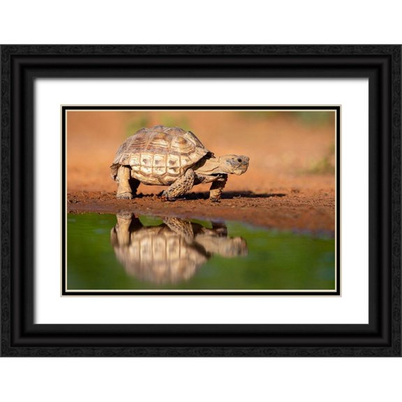 Ditto, Larry 24x17 Black Ornate Wood Framed with Double Matting Museum Art Print Titled - Texas Tortoise (Gopherus berlandieri) walking