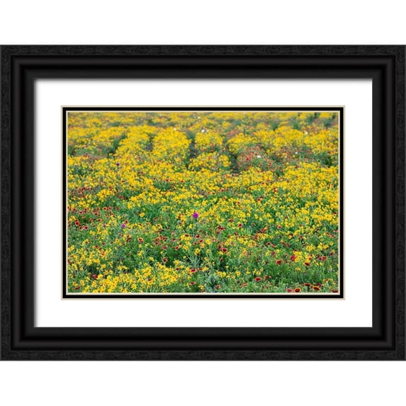 Ditto, Larry 24x17 Black Ornate Wood Framed with Double Matting Museum Art Print Titled - Texas Wildflowers