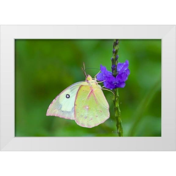 Ditto, Larry 24x17 White Modern Wood Framed Museum Art Print Titled - Southern dogface (Colias cesonia) butterfly feeding