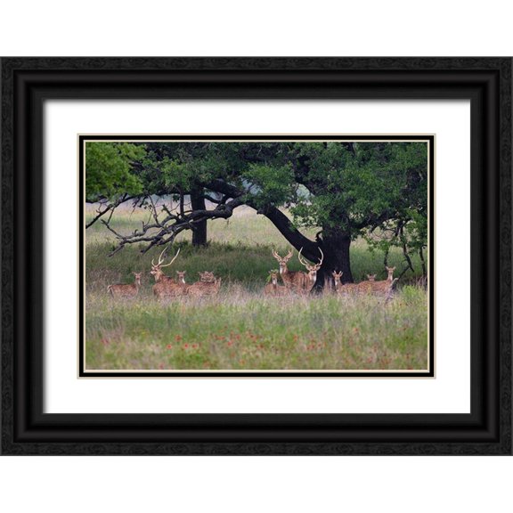 Ditto, Larry 32x23 Black Ornate Wood Framed with Double Matting Museum Art Print Titled - Axis Deer (Axis axis) herd