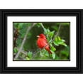 thumbnail image 1 of Ditto, Larry 32x23 Black Ornate Wood Framed with Double Matting Museum Art Print Titled - Summer Tanager-Piranga rubra-perched, 1 of 4
