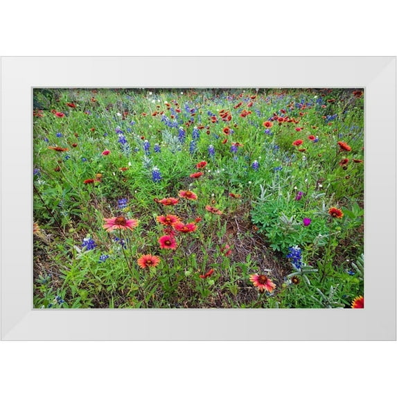 Ditto, Larry 32x23 White Modern Wood Framed Museum Art Print Titled - Firewheels and Bluebonnets