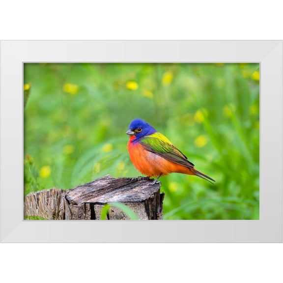 Ditto, Larry 32x23 White Modern Wood Framed Museum Art Print Titled - Painted Bunting-Passerina ciris-perched