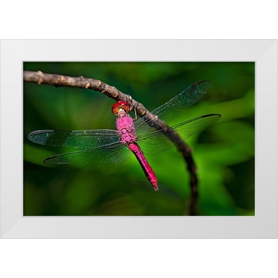Ditto, Larry 32x23 White Modern Wood Framed Museum Art Print Titled - Red-tailed Pennant-Brachymesia furcata-resting on perch