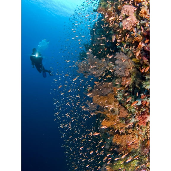 Art.com Diver With Light Next To Vertical Reef Formation, Pantar Island, Indonesia Photographic Print by Jones-Shimlock, 12" x 16"