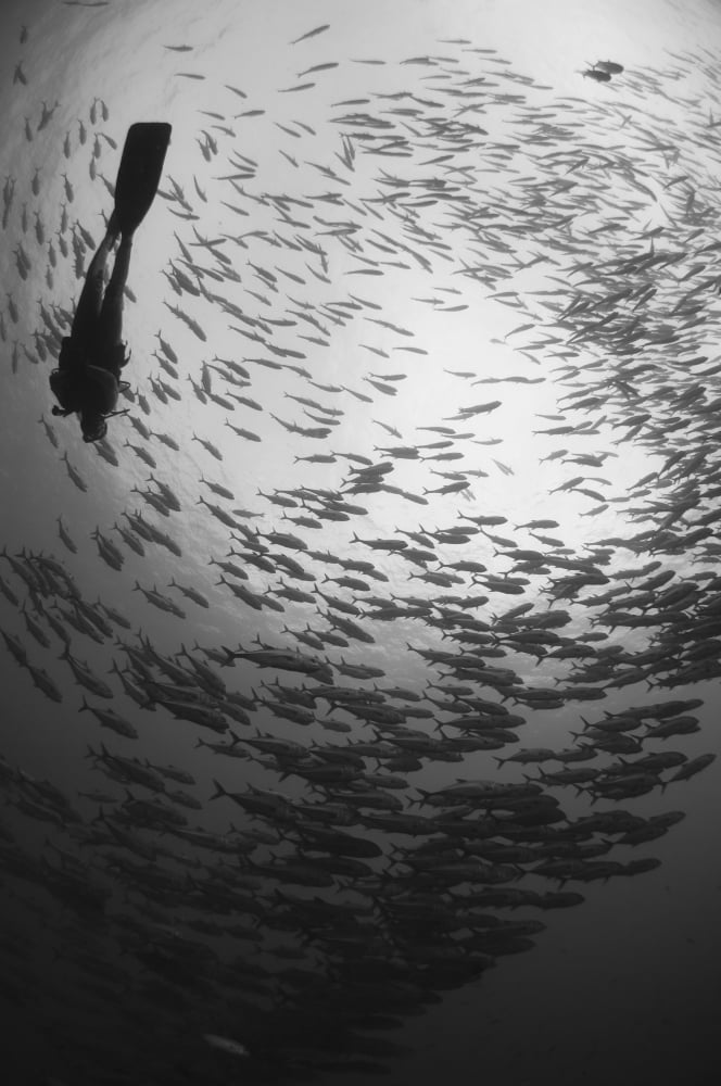 Diver and a large school of bigeye trevally Papua New Guinea Canvas Art - Steve JonesStocktrek Images (23 x 35)