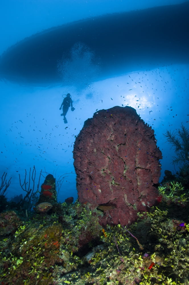 Diver and barrel sponge Belize Canvas Art - Todd WinnerStocktrek Images (12 x 18)