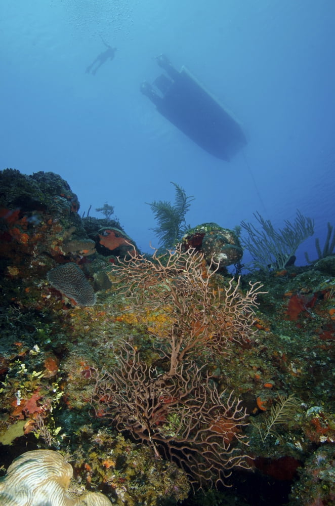Diver and boat above black coral bushes in French Cay Turks and Caicos Canvas Art - Brent BarnesStocktrek Images (12 x 17)