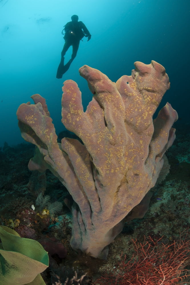 Diver and elephant ear sponge Raja Ampat West Papua Indonesia Canvas Art - Steve JonesStocktrek Images (12 x 18)