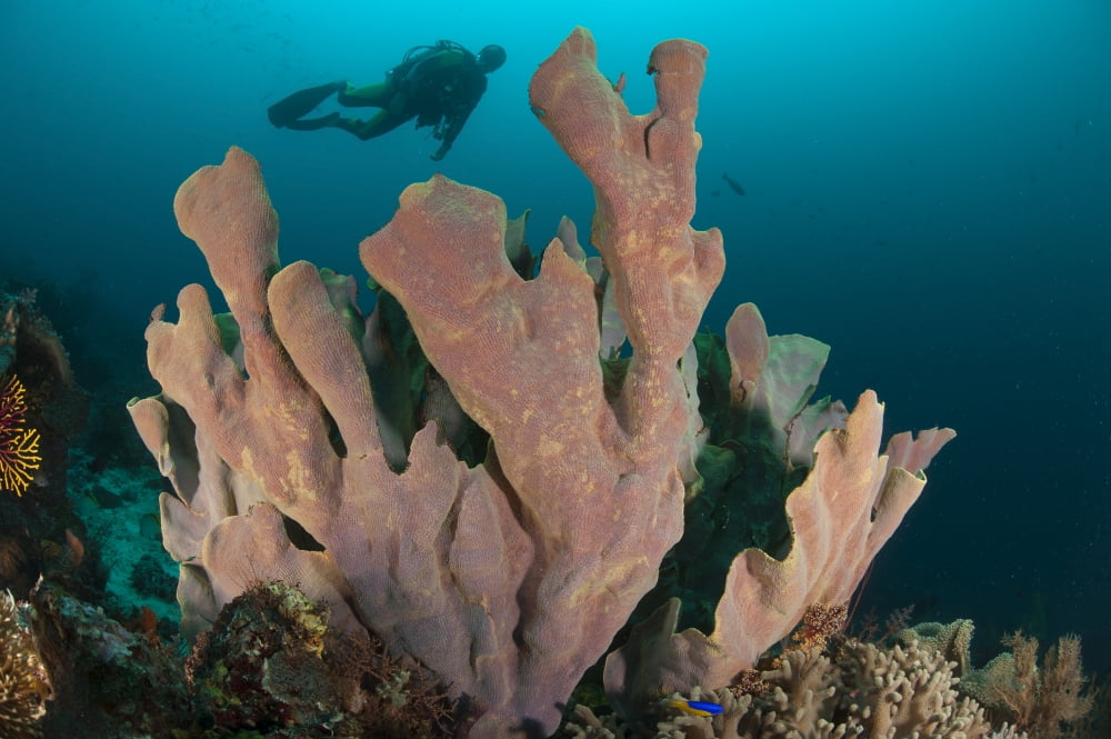 Diver and elephant ear sponge Raja Ampat West Papua Indonesia Canvas Art - Steve JonesStocktrek Images (35 x 23)