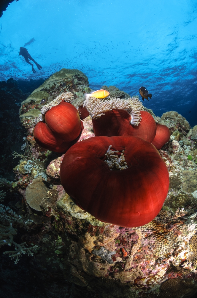 Diver and magnificent anemone Fiji Canvas Art - Todd WinnerStocktrek Images (12 x 18)