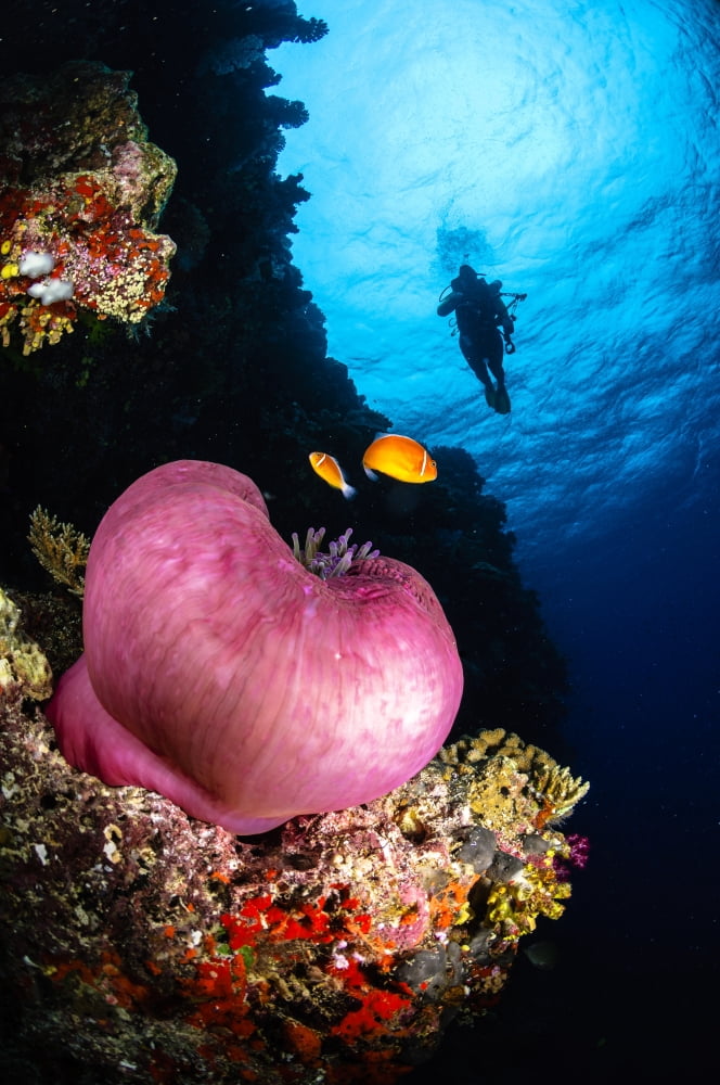 Diver and magnificent anemone Fiji Canvas Art - Todd WinnerStocktrek Images (23 x 35)
