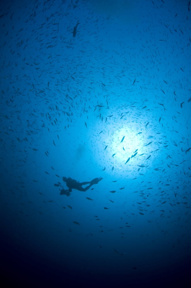 Diver and school of fish in blue water Komodo Indonesia Canvas Art - Mathieu MeurStocktrek Images (12 x 18)