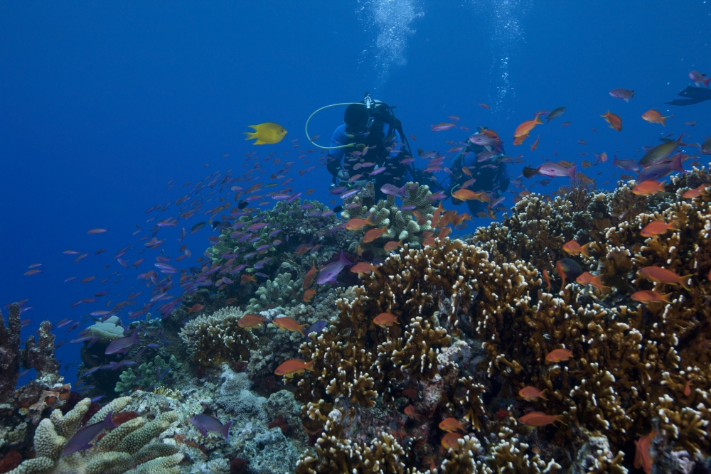 Diver and schooling anthias fish and healthy corals of Beqa Lagoon Fiji Canvas Art - Terry MooreStocktrek Images (18 x 12)