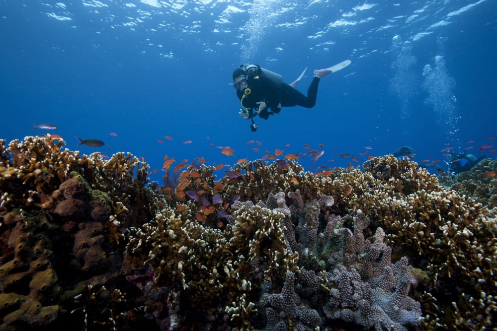 Diver and schooling anthias fish and healthy corals of Beqa Lagoon Fiji Canvas Art - Terry MooreStocktrek Images (35 x 23)