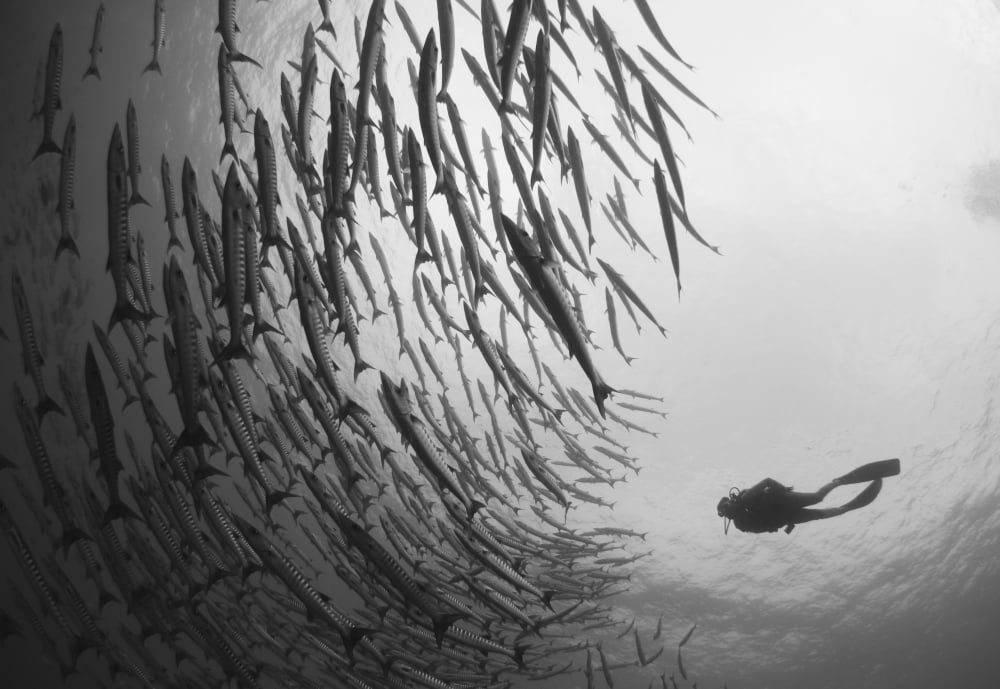 Diver and schooling blackfin barracuda Papua New Guinea Canvas Art - Steve JonesStocktrek Images (17 x 12)