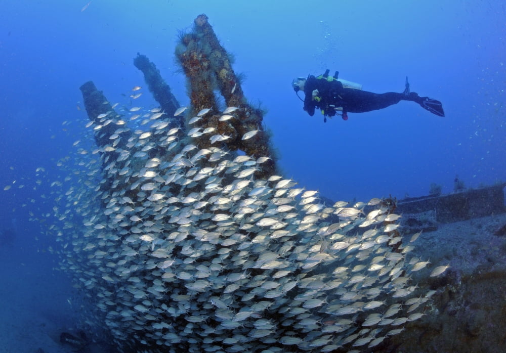 Diver and schooling fish on WWII U-352 German submarine sunk in Atlantic ocean Canvas Art - Karen DoodyStocktrek Images (34 x 24)